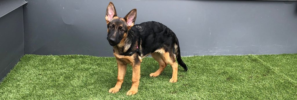 A dog (Belgian Malinois) pictured on a potty patch