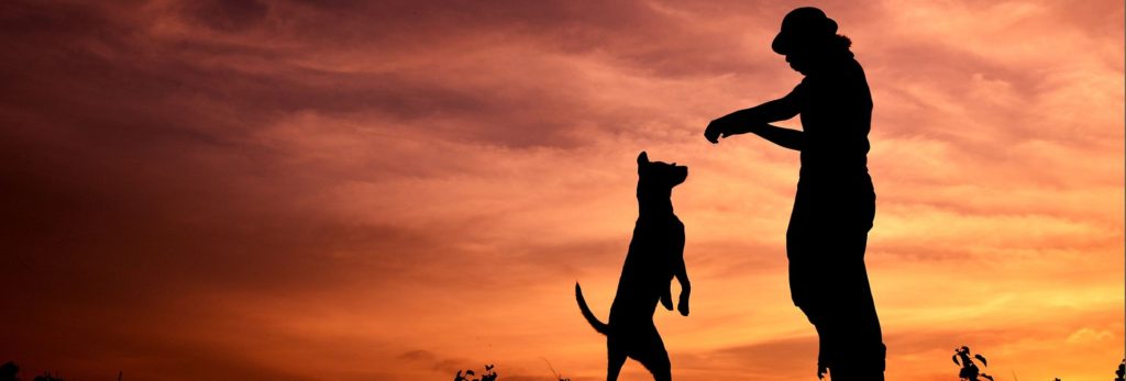 A dog and its owner caught playing at dusk