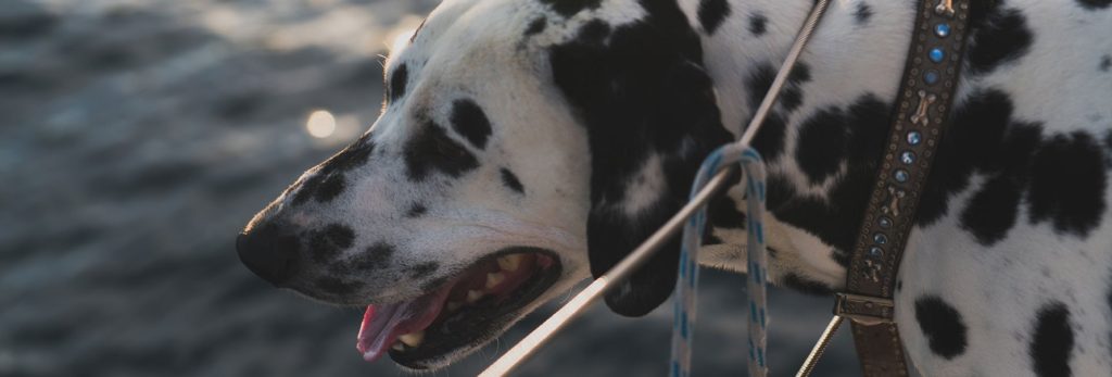 A dog captured on a yacht 