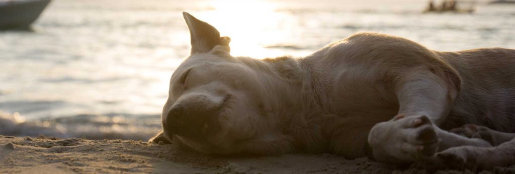 A dog captured sleeping