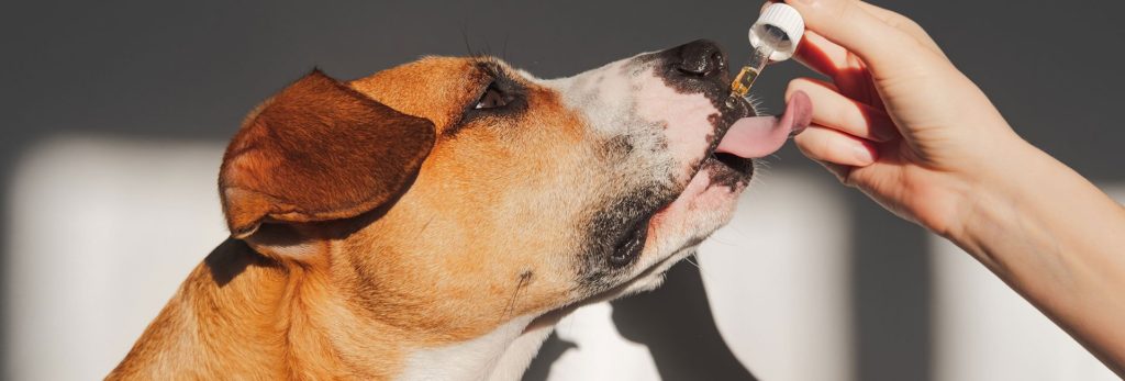 A dog captured taking treatment for her anxiety