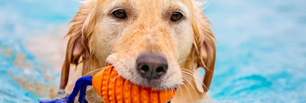 A dog captured with a toy in the water