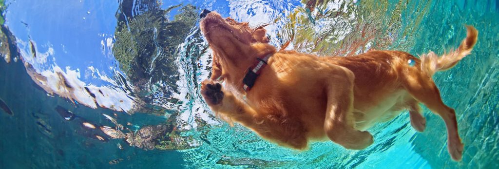 A dog pictured swimming in the ocean