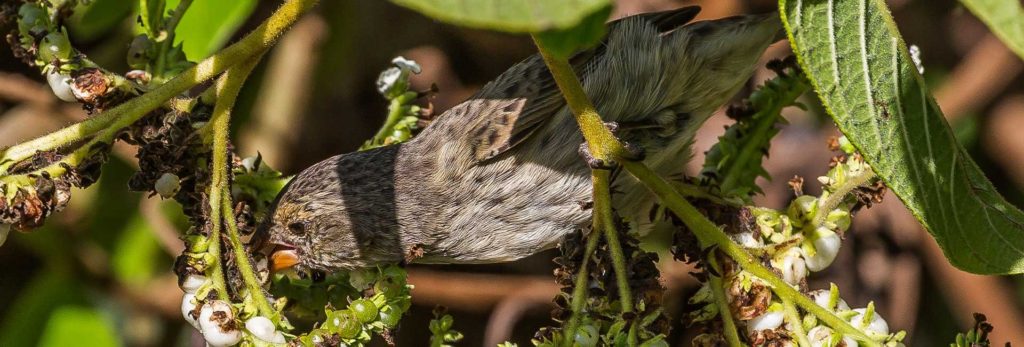 Galápagos Any birdwatcher’s dream.