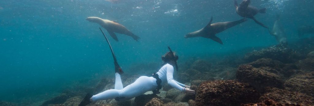 Galápagos Enjoy the underwater world with epic diving adventures.