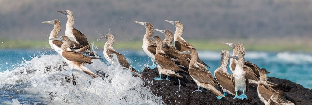 Galápagos Spot the blue-footed boobies on the rocks around the island.