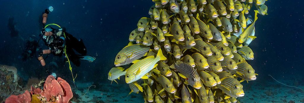 Raja Ampat Explore the mystical coral reefs with schools upon schools of exotic fish species. 