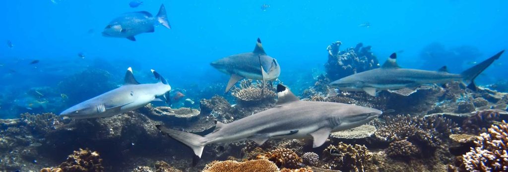 Raja Ampat Obseece the protected blacktip reef shark in its natural habitat